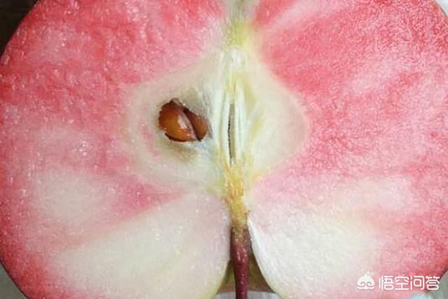 真正红宝石图片,红宝石甜苹果的市场前景如何？