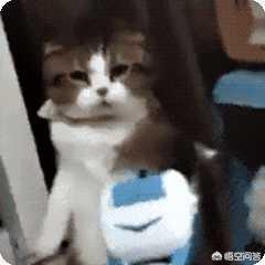 猫咪舔了皮特芬:小猫肚子上起藓怎么处理？