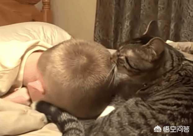 猫咪舔了皮特芬:小猫肚子上起藓怎么处理？