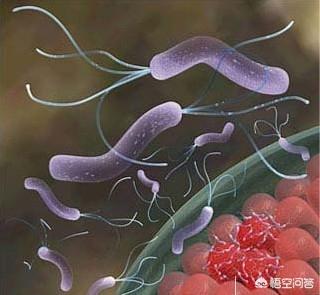 三伏天,幽门螺杆菌高发期,多吃4物,胃会慢慢变好,你知道吗？