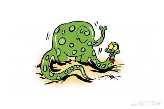 农村俗语"人心不足蛇吞象",蛇真的能吞了大象吗?