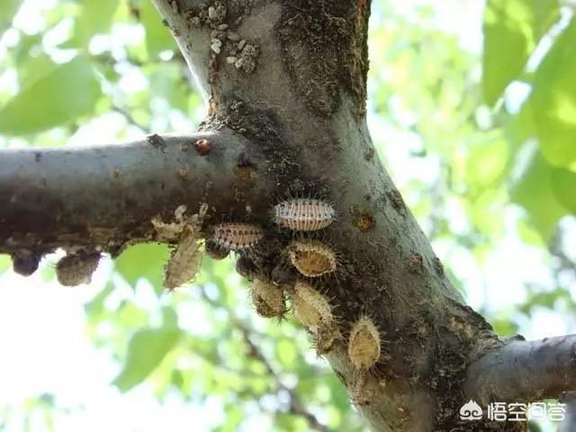 介壳虫图片:杏树上长满了褐色的虫卵，是什么虫害该怎样防治的呢？