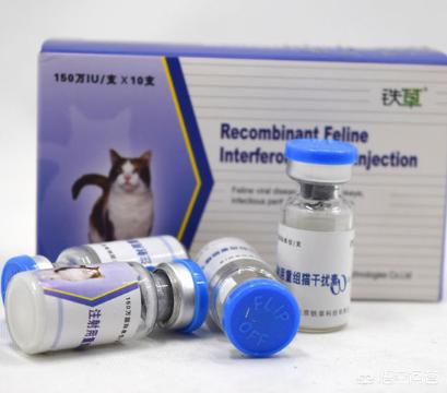 猫泛白细胞减少症热形:猫泛白细胞减少症病例 布偶猫得了猫瘟该怎么治疗？