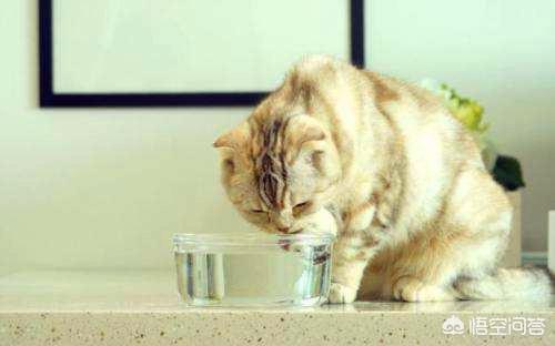 布偶猫图片:布偶猫精神好，就是有拉稀的情况该怎么办？