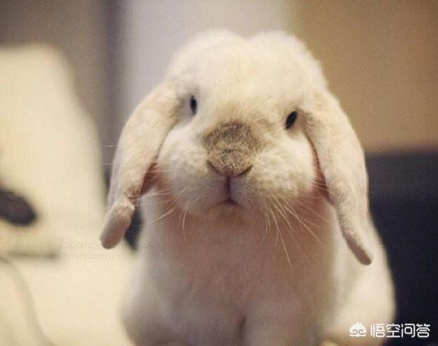 垂耳兔的饲养方法简介:垂耳兔冬季饲养方法 夏天垂耳兔不吃草，养殖兔子吃什么？