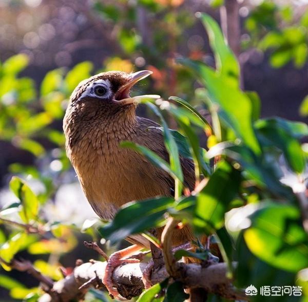 画眉鸟叫视频下载乐乐:对画眉鸟认知，你知道多少呢？