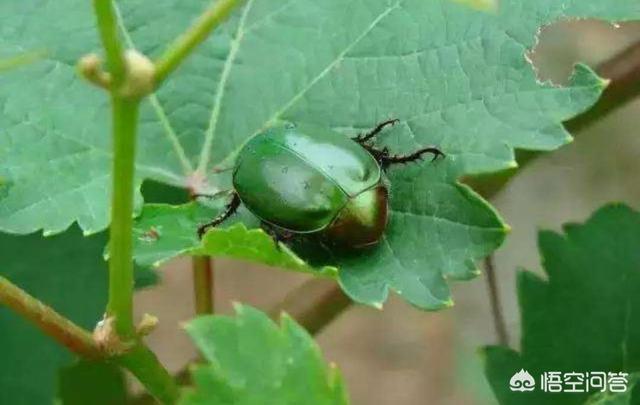 葡萄树的害虫有哪些:葡萄虫害根部叶面都被铜绿金龟子吃了，请问怎么防治？