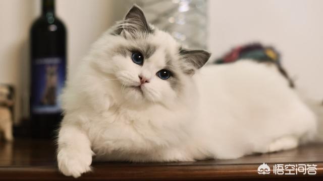 吸猫什么意思啊:吸猫什么意思啊怎么还有罪 为什么有的人天生就会被猫咪亲近呢？