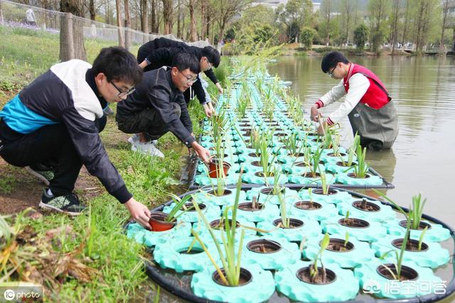 梭鱼草百度百科:梭鱼草是一种什么样的植物？