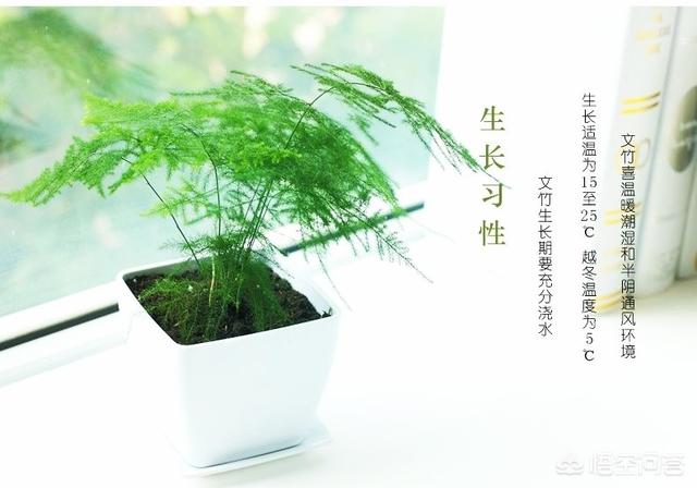 文竹的作用:文竹的作用与功效 文竹怎样养啊它需要阳光吗？