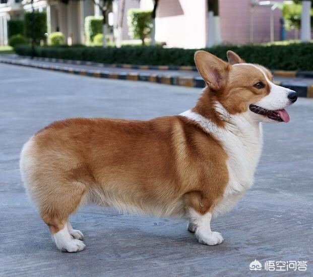 柯基犬图片:老年柯基犬有关节炎该怎么办？