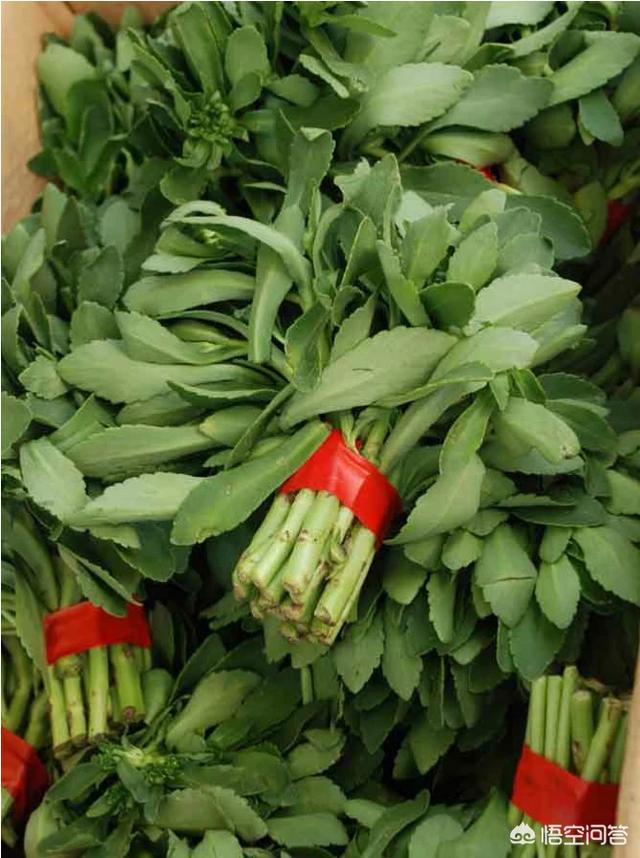 费菜是不是一味好中草药？