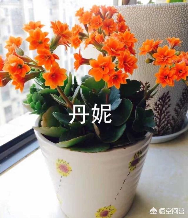 大花萱草哪个品种值得种植:长寿花哪种最好，叶片更大些？