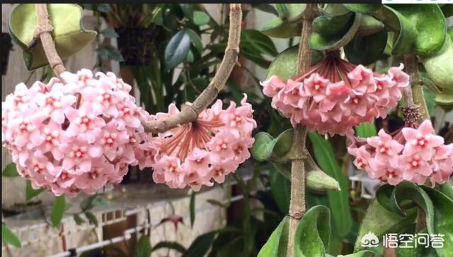 花叶蔓长春花:花叶蔓长春图片 长春蔓可以盆栽吗，长春蔓盆栽时注意事项有哪些？