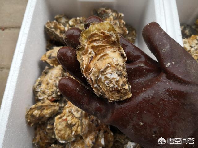 补肾海鲜牡蛎图片大全，你不是海边人，你知道海蛎子和生蚝怎么区别吗？你喜欢吃它们吗？