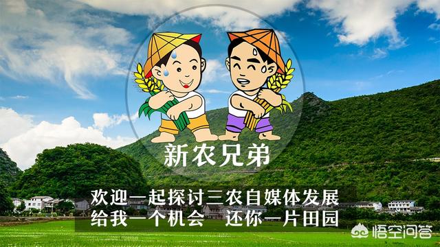 少见的奶牛品种:巴西国家产的是什么种类的牛？
