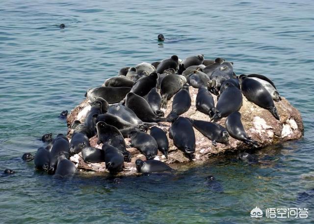 格陵兰海豹保护级别:为什么贝加尔湖里有海豹？