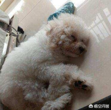 可爱的比熊犬图片:养比熊犬，有什么事情是不能够忽略的？