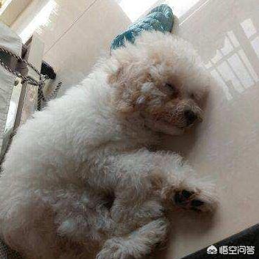 可爱的比熊犬图片:养比熊犬要考虑清楚什么事情呢？