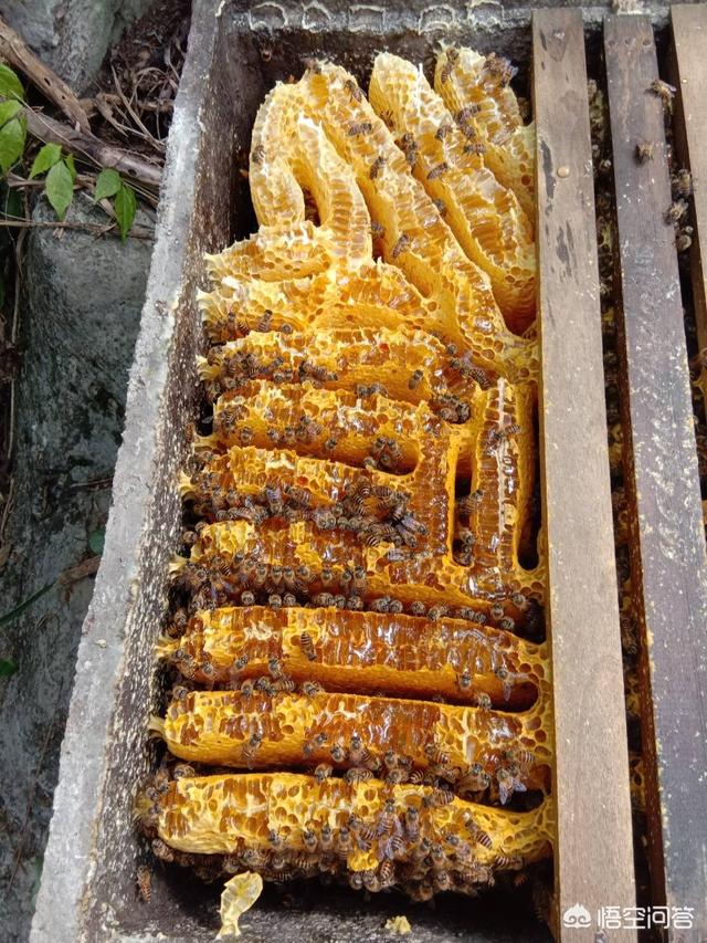 水貂笼箱:水貂笼皮尔卡丹 水貂皮草可以放在樟木箱里吗？