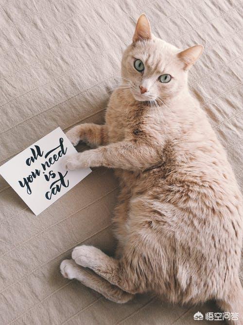 爪哇猫和暹罗猫的区别:猫中的