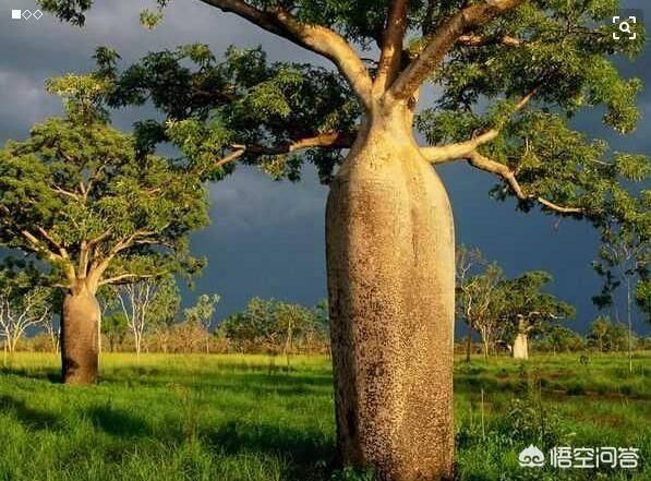 迷你猴面包树是沙漠玫瑰吗:非洲沙漠有一种猴面包树，能储存两吨水，为何我国难以推广种植？
