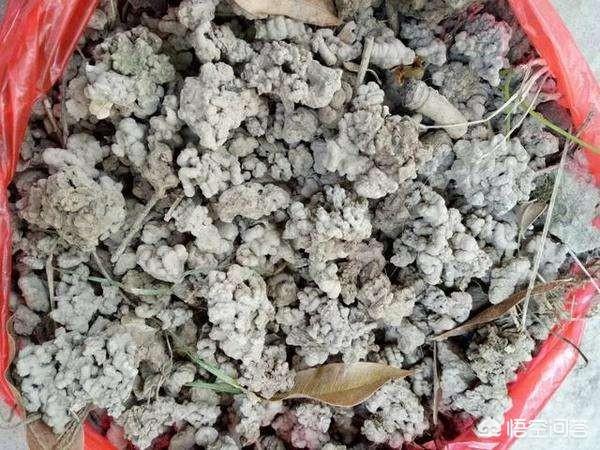 农安实验动物用品经销部:为什么蚯蚓粪在市场上销售不好？