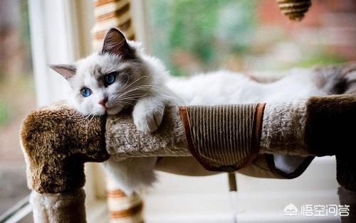 布偶猫图片:布偶猫感冒了能好吗，猫咪感冒怎么办？布偶猫感冒会传染吗？ 布偶猫图片唯美
