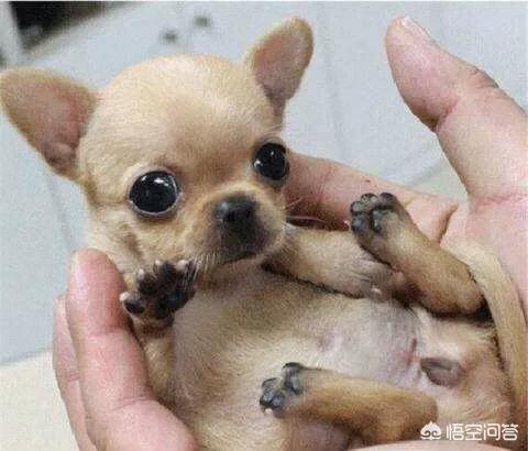 天津吉娃娃58:5周岁的吉娃娃没有生过宝宝，还能不能生一胎？