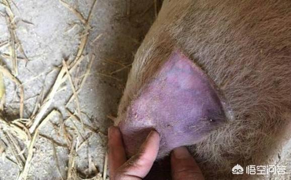 猪传染性胸膜肺炎会传染人吗:咳喘能让小乳猪高烧耳朵发紫吗？