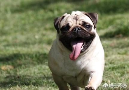 新都巴哥犬吧:巴哥犬消化不好能自愈吗，狗狗消化不好会自己好吗？