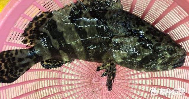 哪里能捕到斑鰶鱼:菜市场买石斑鱼，怎么分辨是养殖的还是野生的呢？