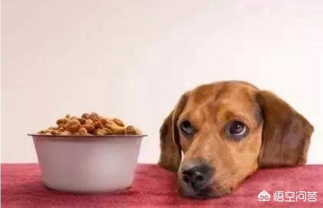 狼王与藏獒阅读:喂狗的时候发现狗狗总是等我走远才吃，为什么？