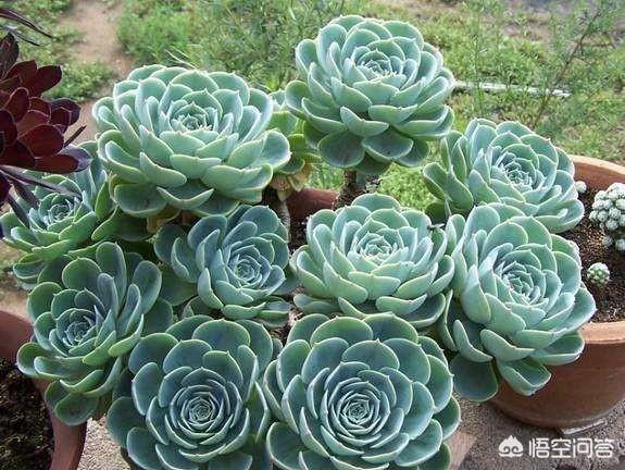 多肉植物栽培:网购多肉植物如何处理？如何种植？