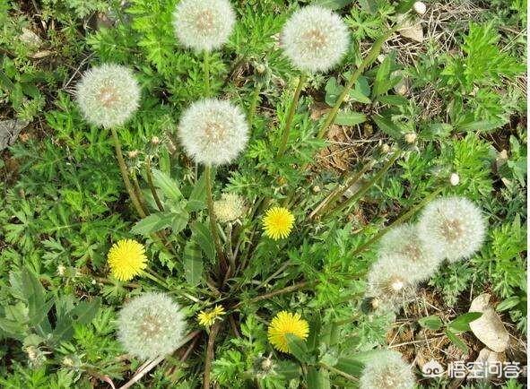 哪些蔬菜能当中草药吃，农村有哪些农民常采摘的草药