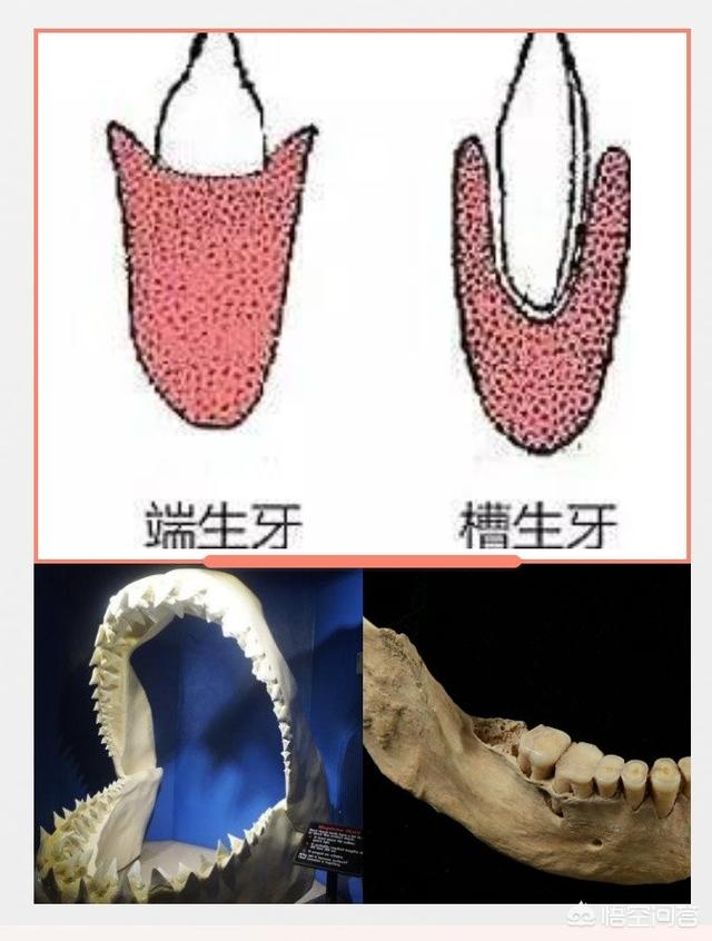 鲨鱼牙,人类和鲨鱼的牙齿是否一样坚硬？