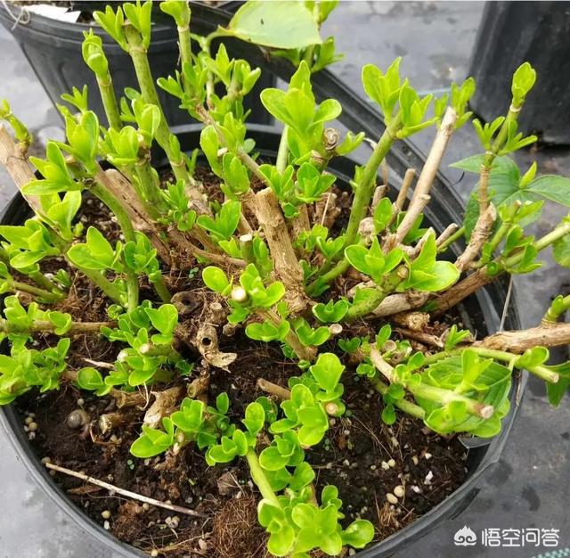 花店绣球花价格:天蓝绣球花新手适合养吗，应该怎么养？
