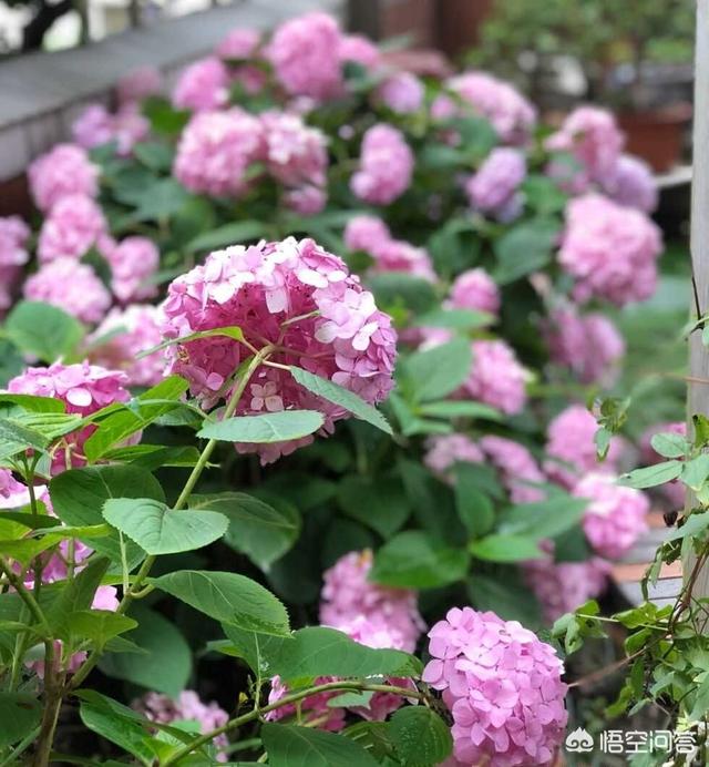 花店绣球花价格:天蓝绣球花新手适合养吗，应该怎么养？