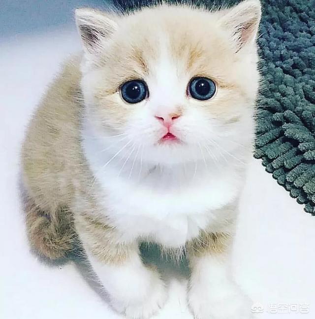 幸运土猫:土猫当中什么品种最受大家欢迎？