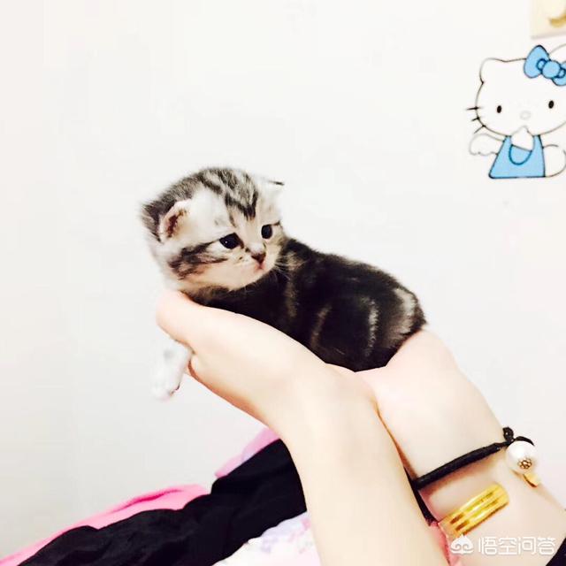 我们家猫咪快要生了，跟前跟后的一直望着我叫，给猫粮也不吃了。是什么原因？插图27