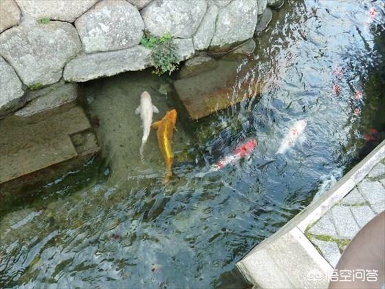 日本水俣病事件:人掉进水银池里会发生什么？