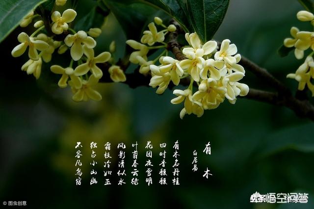 鸟鸣涧古诗唐王维怎么写:王维的《鸟鸣涧》是描写秋天还是描写春天？