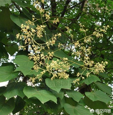 重生梧桐花开:农村的梧桐树开花了，桐花可以吃吗？怎么做好吃？