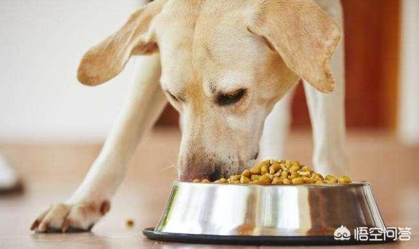 拉布拉多犬训练方法:训练拉布拉多犬的时候，要注意什么？