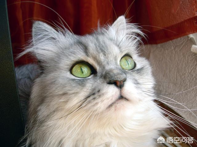 贝生吉犬是种好奇心很旺盛的狗:12星座对应的狗狗是哪些？