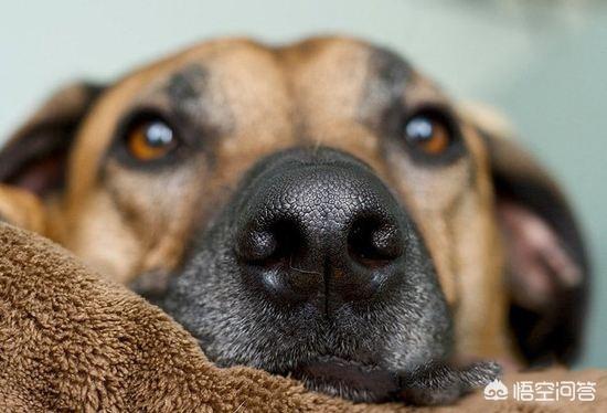 葡萄牙水犬:葡萄牙水犬多少钱一只 狗狗能闻出血液中的癌症，准确率还高达97%？是真的吗？