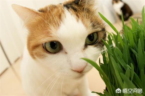 头条问答 猫咪夏天变瘦了怎么补充营养 猫咪如何补充营养 6个回答