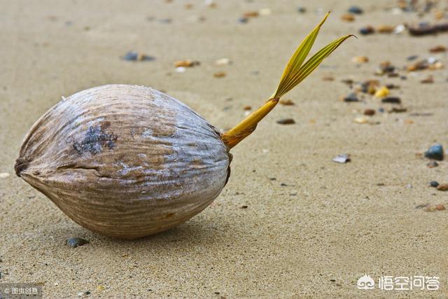 海南农民家里的椰子发芽了，听说发芽之后里面的椰宝很好吃，发芽的椰子真的还能吃吗？
