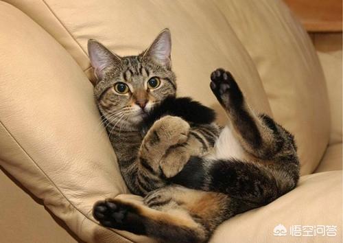 猫白血病确诊:白血病确诊的标准 猫上嘴唇一边溃疡，猫嘴唇溃疡多久会好呢？