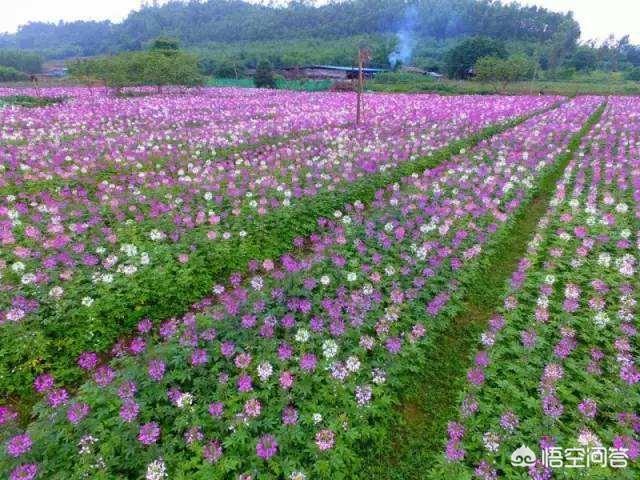 丹东赶集网狗:丹东有哪些值得游玩的景点？丹东有哪些景点可以带宠物狗？